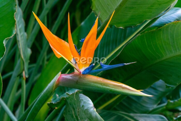 Papier peint  Strelitzia reginae pertenece a la familia Strelitziaceae