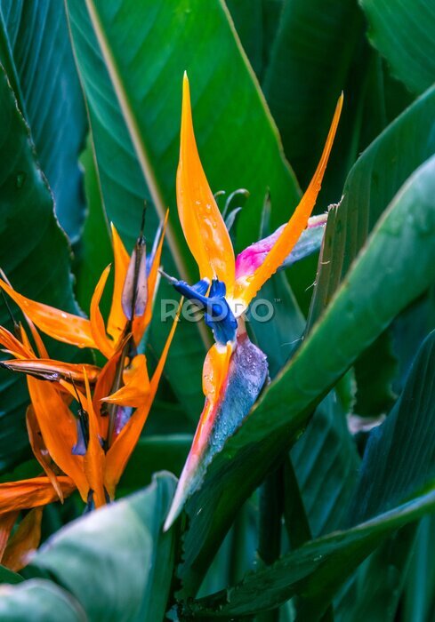 Papier peint  Strelitzia reginae pertenece a la familia Strelitziaceae