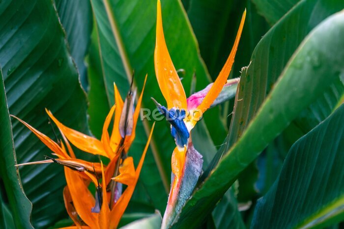 Papier peint  Strelitzia reginae pertenece a la familia Strelitziaceae