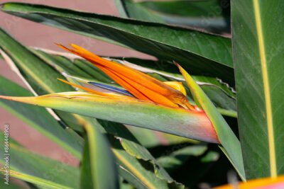 Papier peint  Strelitzia reginae plant busch with green leaves and orange yellow flower petals