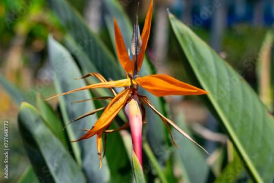 Papier peint  Strelitzia reginae plant busch with green leaves and orange yellow flower petals