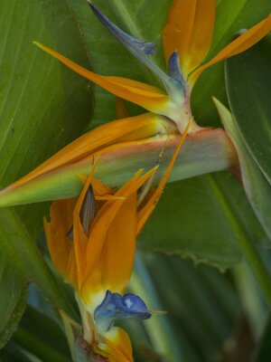 Papier peint  Strelitzia reginae plant, commonly known as the crane flower or bird of paradise