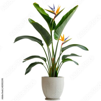 Papier peint  Strelitzia Reginae plant in flower pot, transparent background