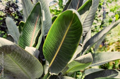Papier peint  Strelitzia reginae plant leaf in botanical garden