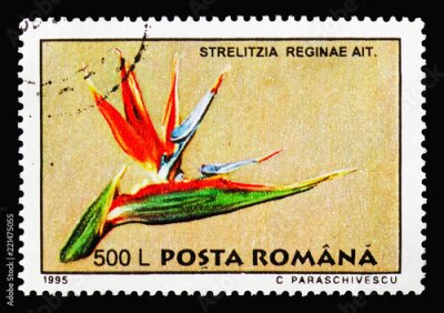 Papier peint  Strelitzia reginae, plantes de la jardinerie botanique de Bucarest, vers 1995