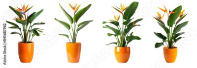 Papier peint  Strelitzia reginae plants collection with flowers in orange pots isolated on transparent or white background