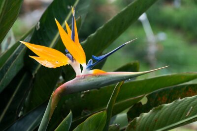 Papier peint  Strelitzia reginae, popularly called a bird of paradise, is a species of bird in the Strelitzia native to South Africa. It is widely cultivated as an ornamental plant because of the peculiar shape of 