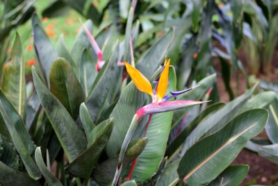 Papier peint  Strelitzia reginae, popularly called bird of paradise, is a herbaceous species native to South Africa. It is cultivated as an ornamental plant due to the peculiar shape of its flower
