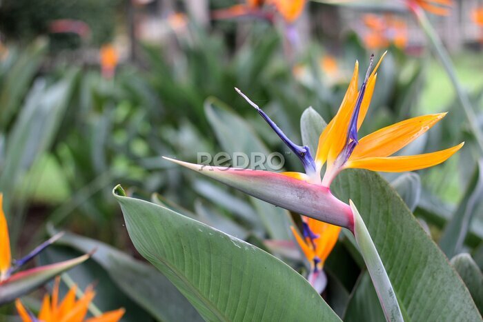 Papier peint  Strelitzia reginae, popularly called bird of paradise, is a herbaceous species native to South Africa. It is cultivated as an ornamental plant due to the peculiar shape of its flower
