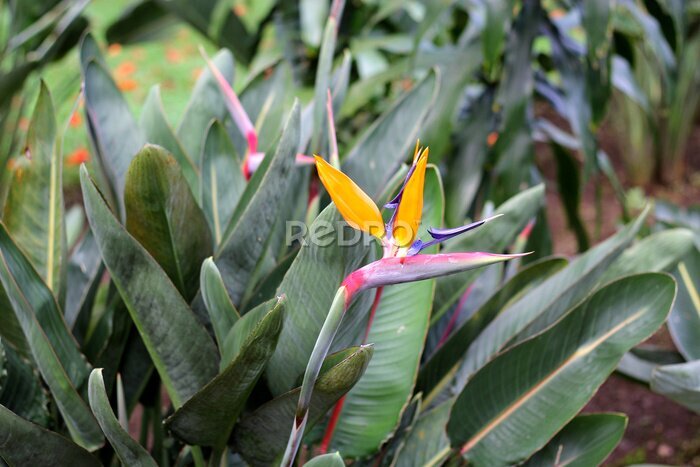 Papier peint  Strelitzia reginae, popularly called bird of paradise, is a herbaceous species native to South Africa. It is cultivated as an ornamental plant due to the peculiar shape of its flower
