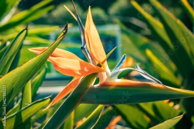 Papier peint  Strelitzia reginae, popularly called bird of paradise, is a herbaceous species native to South Africa. It is widely cultivated as an ornamental plant due to the peculiar shape of its flower