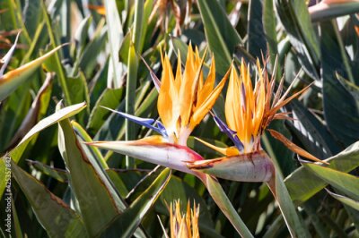 Papier peint  Strelitzia reginae, popularly called bird of paradise, is a herbaceous species native to South Africa. It is widely cultivated as an ornamental plant due to the peculiar shape of its flower