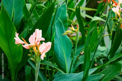 Papier peint  Strelitzia reginae rose Ait.
