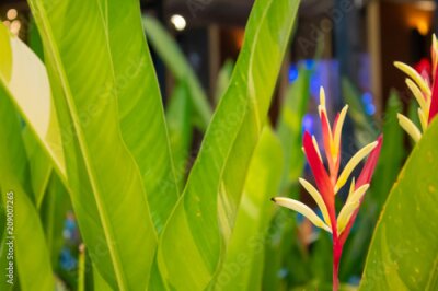 Papier peint  Strelitzia reginae rouge Ait