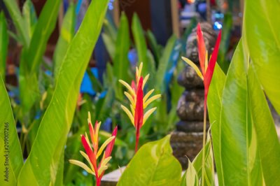 Papier peint  Strelitzia reginae rouge Ait