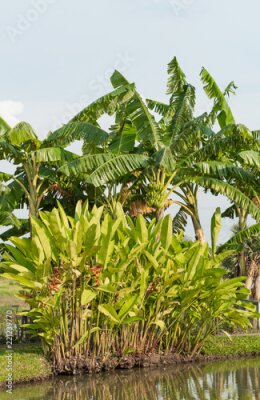 Papier peint  Strelitzia reginae rouge Ait et bananiers au bord de l'étang.