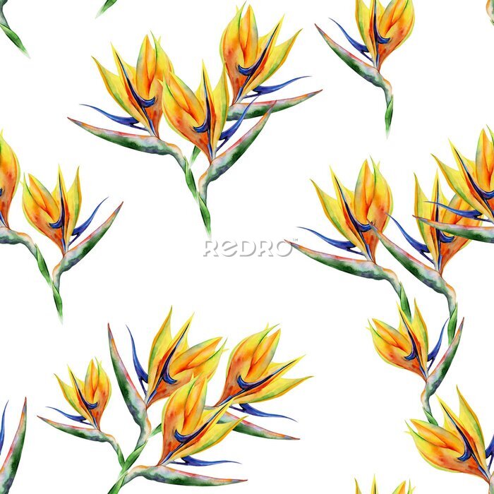 Papier peint  Strelitzia reginae seamless pattern. Watercolor illustration of tropical flower. Banner with tropic summertime motif. Bird of paradise flower. Crane flower. 