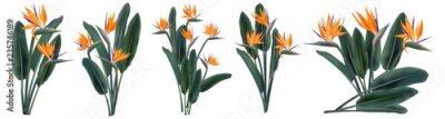 Papier peint  Strelitzia Reginae set de bouquets de fleurs tropicales