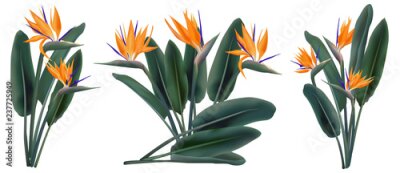 Papier peint  Strelitzia Reginae set de bouquets de fleurs tropicales
