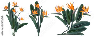 Papier peint  Strelitzia Reginae set de bouquets de fleurs tropicales