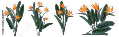 Papier peint  Strelitzia Reginae set de bouquets de fleurs tropicales