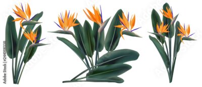 Papier peint  Strelitzia Reginae set de bouquets de fleurs tropicales