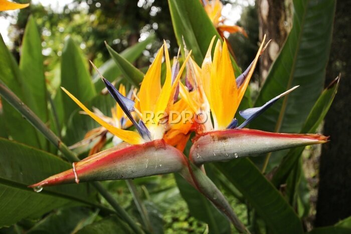 Papier peint  Strelitzia reginae (Strelicja Królewska) - madeira yellow flower which looks like a bird