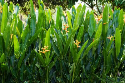 Papier peint  Strelitzia reginae Strelitzia
