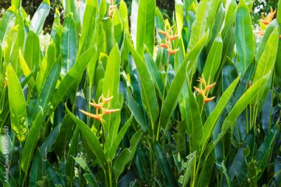 Papier peint  Strelitzia reginae Strelitzia