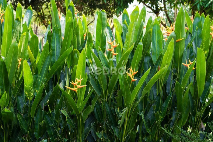 Papier peint  Strelitzia reginae Strelitzia