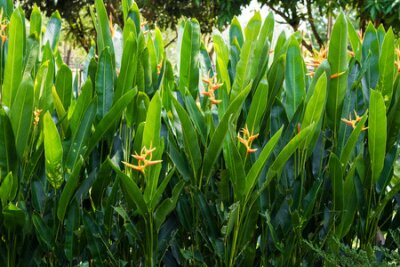 Papier peint  Strelitzia reginae Strelitzia, Crane Flower or Bird of Paradise, a monocotyledonous flowering plant indigenous to South Africa in glorious bloom in spring is a decorative and ornamental delight.