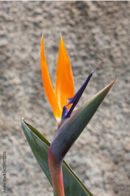 Papier peint  Strelitzia reginae, strelitzia, fleur de grue, oiseau de paradis
