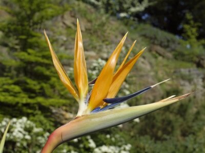 Papier peint  Strelitzia reginae, Strelitzia, Grue fleur, oiseau de paradis de fleurs