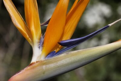 Papier peint  Strelitzia reginae, Strelitzia, Grue fleur, oiseau de paradis de fleurs