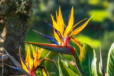 Papier peint  Strelitzia reginae (Strelitzia parvifolia, also called  bird of paradise, or crane lily. Originally from South Africa, but now thenational flower of Madeira, Portugal