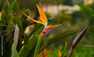 Papier peint  Strelitzia reginae (Strelitzia parvifolia, also called  bird of paradise, or crane lily. Originally from South Africa, but now thenational flower of Madeira, Portugal