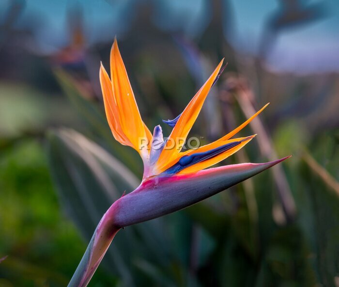 Papier peint  Strelitzia reginae (Strelitzia parvifolia, also called  bird of paradise, or crane lily. Originally from South Africa, but now thenational flower of Madeira, Portugal