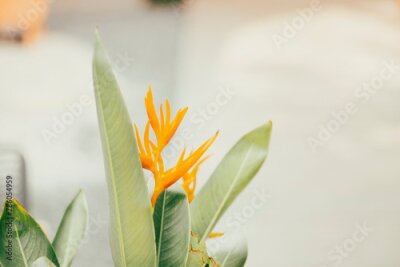 Papier peint  Strelitzia reginae,Strelitzia reginae is a type of flower with an average height of 40 - 100cm. Strelitzia reginae usually grows on long stems above the foliage. Strelitzia reginae grow almost perpend