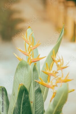 Papier peint  Strelitzia reginae,Strelitzia reginae is a type of flower with an average height of 40 - 100cm. Strelitzia reginae usually grows on long stems above the foliage. Strelitzia reginae grow almost perpend