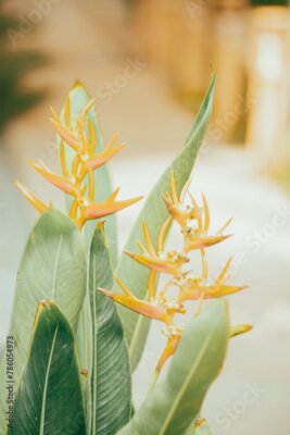 Papier peint  Strelitzia reginae,Strelitzia reginae is a type of flower with an average height of 40 - 100cm. Strelitzia reginae usually grows on long stems above the foliage. Strelitzia reginae grow almost perpend