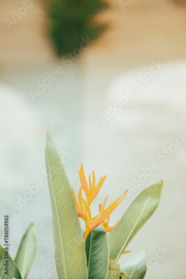 Papier peint  Strelitzia reginae,Strelitzia reginae is a type of flower with an average height of 40 - 100cm. Strelitzia reginae usually grows on long stems above the foliage. Strelitzia reginae grow almost perpend