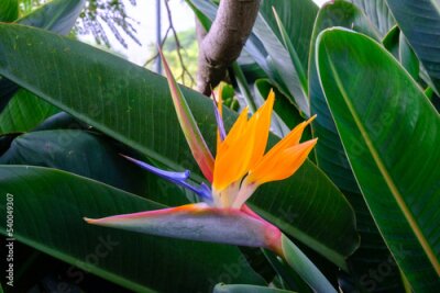 Papier peint  Strelitzia reginae, Strelitziaceae, orto botanico di Madeira, Portogallo