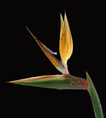 Papier peint  Strelitzia reginae sur fond noir