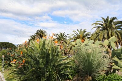 Papier peint  Strelitzia reginae sur les rives de La Spezia, Italie