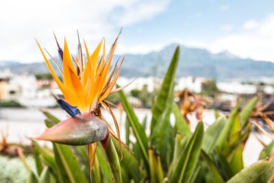 Papier peint  Strelitzia reginae, the Bird of Paradise flower in Andalusia Spain