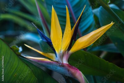 Papier peint  Strelitzia Reginae, The Bird of Paradise with green leaves in the background