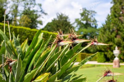 Papier peint  Strelitzia reginae, the crane flower, bird of paradise, or isigude 
