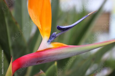Papier peint  Strelitzia reginae - the crane flower or bird of paradise in park