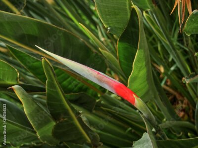 Papier peint  Strelitzia reginae the paradise bird flower