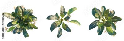 Papier peint  Strelitzia reginae Tree plan, top view, cutout, transparent background, isolate, Birds of paradise plants add vibrant tropical flair to your designs